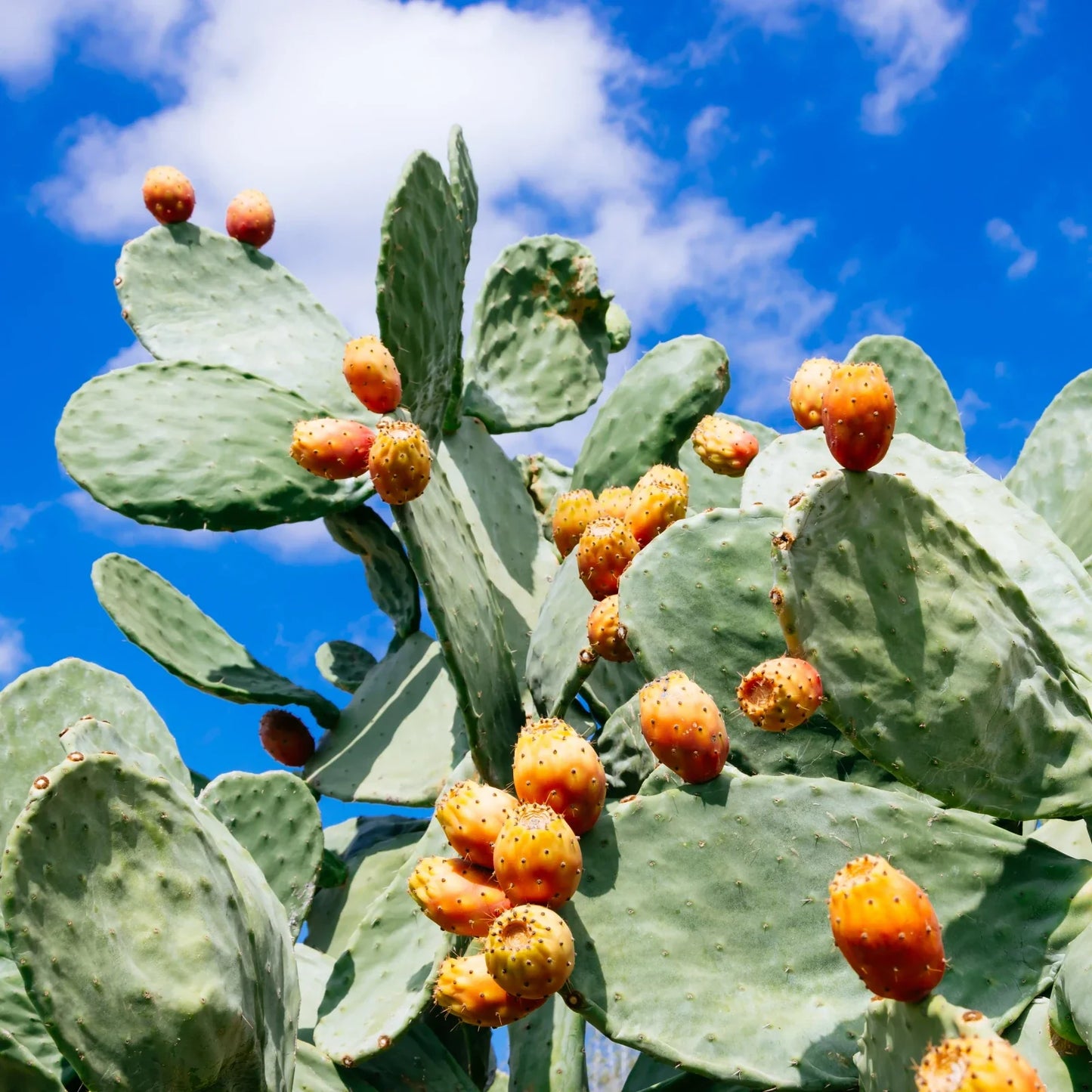 🔥 Forever Lean™